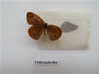 藏品(江崎波眼蝶)的圖片